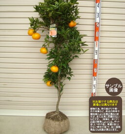 【せとか】4年生接木苗ミカンの苗1本で実がなる 鉢植えok すぐ実がつく※納期指定:発送予定2025年10月下旬以降順次発送予定※[柑橘(カンキツ) ミカンの大苗 果樹苗木 柑橘大苗 根巻苗 かんきつ]