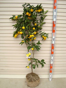 yԂ䂸z4NږؕcMq̕c1{ŎȂ Aok [w:\2025N10{ȍ~\聦[k(JLc) Mq(Y)̑c ʎc kc c 