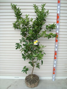 yԂ䂸z5NږؕcMq̕c1{ŎȂ Aok [w:\2025N10{ȍ~\聦[k(JLc) Mq(Y)̑c ʎc kc c 