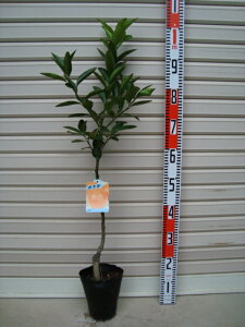 yɗ\zږؕcCJ[ʎc؁EkE񂫂]