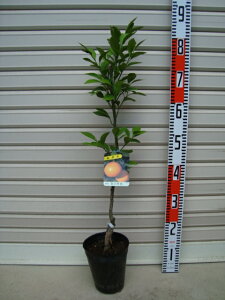 y{쑁݂zږؕcB~J[ʎc؁EkE݂]