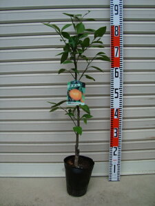 y1zږؕcɑEB~J[ʎc؁EkE񂫂]