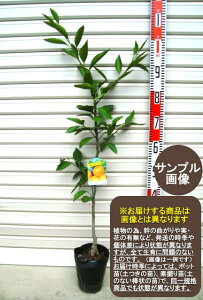 ygzږؕc B݂[ʎc؁EkE~J]