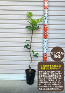 yzږؕcubhIWGEk[EԂǂ񂶁EԂIWEK[fXg[[Eʎc]