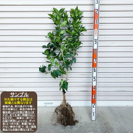 【リスボンレモン】素掘り苗接木苗 2年生※納期指定:発送予定2026年3月中旬以降順次発送予定※[果樹苗木 柑橘 香酸類 レモン]