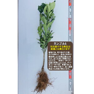 y햳X_`zf@c2NږؕcX_`[w:\2026N3{ȍ~\聦[ʎc k]