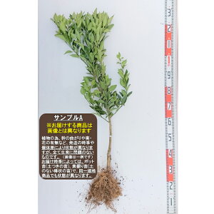 y|_C_Czf@cږؕc 2N[w:\2026N3{ȍ~\聦[ʎc k _]