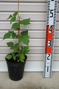 yJWC`SzcYx[[ʎc؁EYx[E؂]