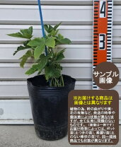 楽天市場】ブラックベリー 苗 トリプルクラウンの通販