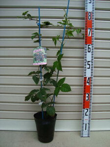 y{CZx[zcubNx[[ʎc؁EubNx[E؂]