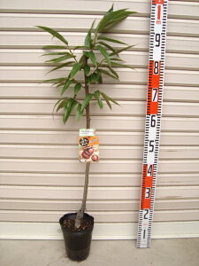 yۂ낽zږؕcN[ʎc؁EIE]