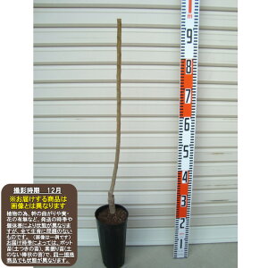 yW{Izږؕc 1cW{NEN[ڂEEIEK[fXg[[Eʎc]