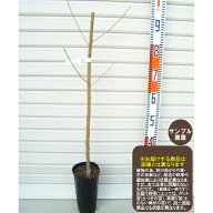 【あまづくし】1年生接木苗モモ※納期指定：発送予定2026年12月中旬以降順次または通常発送※[果樹苗木　…