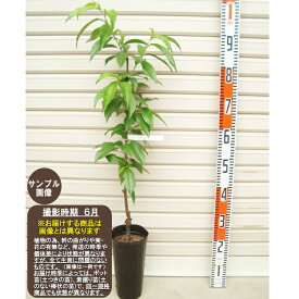 楽天市場 あまおう 苗の通販 楽天市場 あまおう 苗の通販