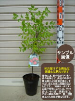 楽天市場】棗の木の通販