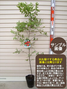 yicz2Ncic[ʎc؁@@Ȃ]