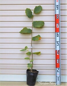 yTJWEFAzc 1NmnVo~ʏ픭[ʎc؁EibcށEw[[ibc]