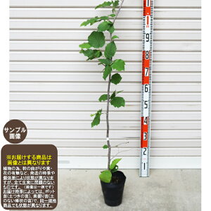 苗 ハシバミ 苗の人気商品 通販 価格比較 価格 Com