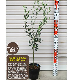 楽天市場 オリーブ カラマタ 苗木の通販
