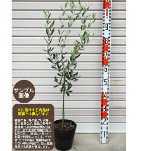 オリーブ 苗の人気商品 通販 価格比較 価格 Com