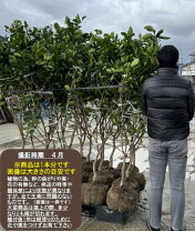 楽天市場】せ とか 4 年生 苗木の通販