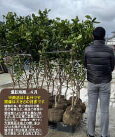 【せとか】5年生接木苗ミカンの苗1本で実がなる 鉢植えok すぐ実がつく※納期指定:発送予定2025年10月下旬以降順次発送予定※[柑橘(カンキツ) ミカンの大苗 果樹苗木 柑橘大苗 根巻苗 かんきつ]