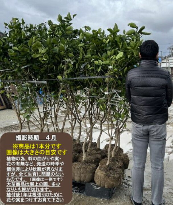 楽天市場】【スタールビー】5年生接木苗グレープフルーツの苗1本で実 