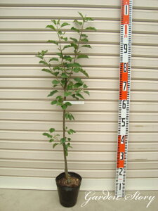 yсz ږؕcES[ʎc؁EьE]