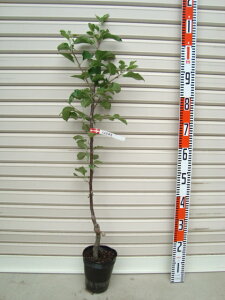 yܖzږؕcS[ʎc؁EьE]