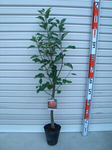 yzږؕcÌyES[ʎc؁EьE]