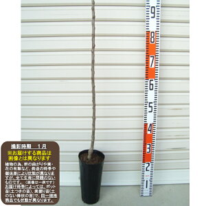 y͂邩zۗt1NږؕcS[wF\2026N1{ȍ~܂͒ʏ픭[ʎc ь ]