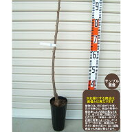 【紅きらり】《スーパー6台》1年生接木苗ベニキラリ　サクランボ※納期指定：発送予定2026年12月中旬以降…