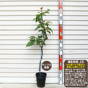 苗 サルナシの人気商品 通販 価格比較 価格 Com 苗 サルナシの人気商品 通販 価格比較 価格 Com