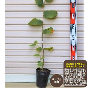 ymbeBKz1NcmnVo~ʏ픭[ʎc ibc w[[ibc]