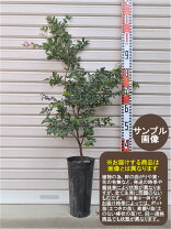 楽天市場】ジャボチカバ 小葉の通販
