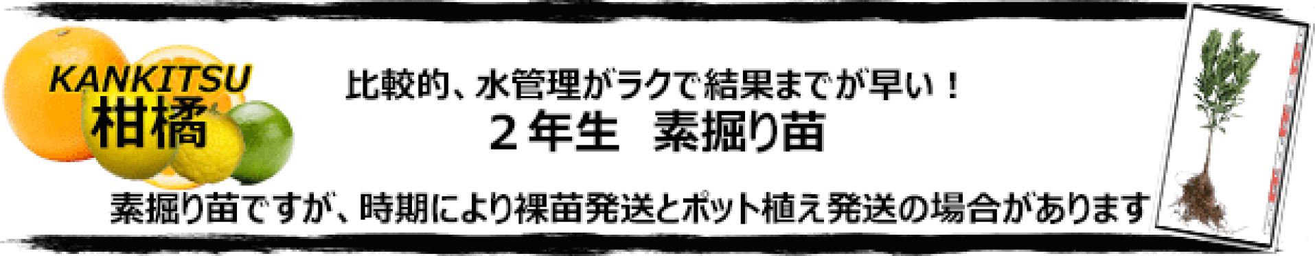 柑橘　素掘り苗　２年生