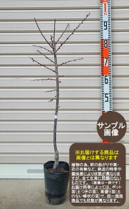 y̎iziԁjږؕcԔ~iniEj[Ԗؕc؁EԔ~E͂Ȃ]