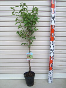 y~zږؕcE[ʎc؁@~@E]