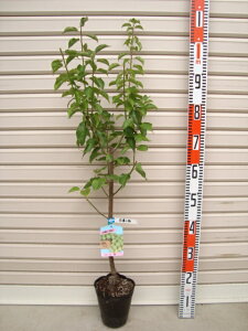 yMZ~zږؕcE[ʎc؁@~@E]