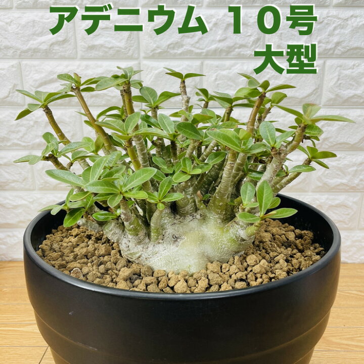 楽天市場】現品 アデニウム アラビカム 10号鉢株 大型 砂漠のバラ 多肉  