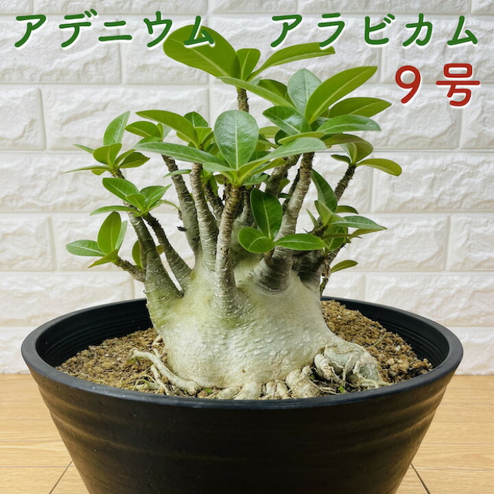 楽天市場】現品 アデニウム アラビカム 9号鉢株 大型 砂漠のバラ 多肉 