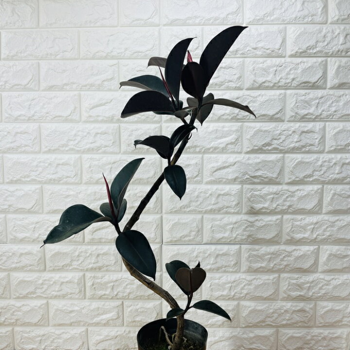 楽天市場】観葉植物 黒ゴムの木 フィカス・バーガンディ 5号鉢 75cm 