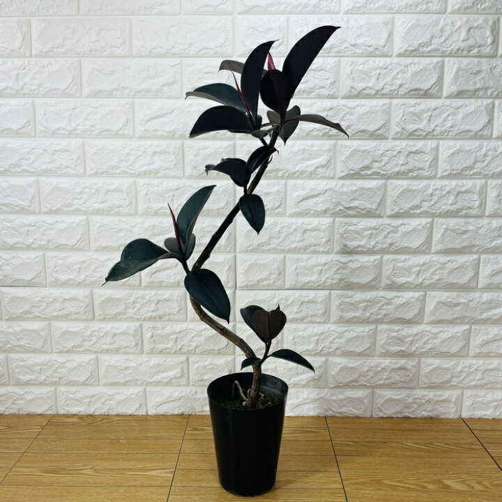 楽天市場】観葉植物 黒ゴムの木 フィカス・バーガンディ 5号鉢 75cm 