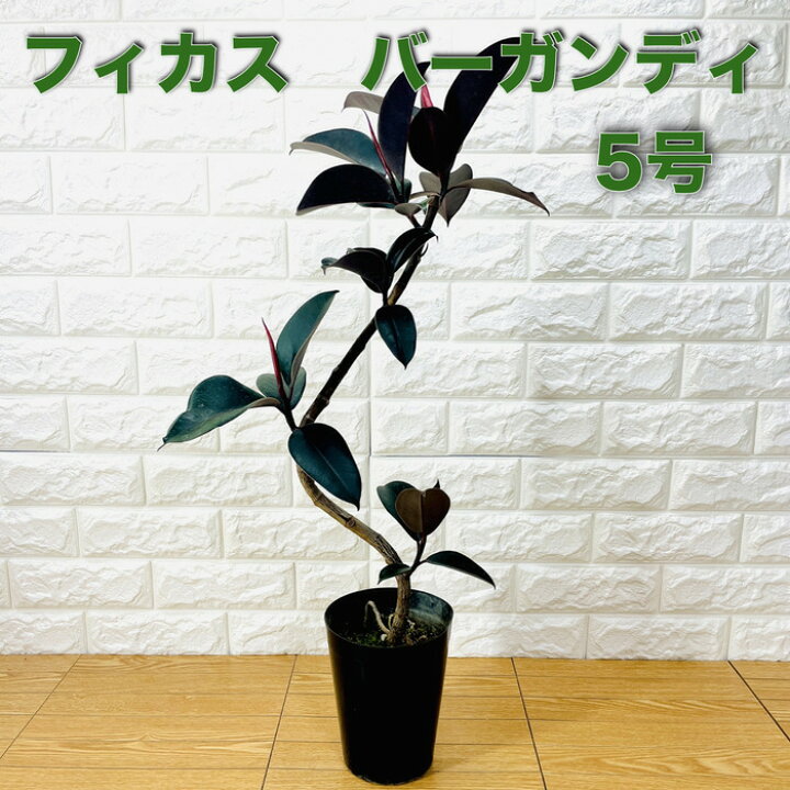 楽天市場】観葉植物 黒ゴムの木 フィカス・バーガンディ 5号鉢 75cm 