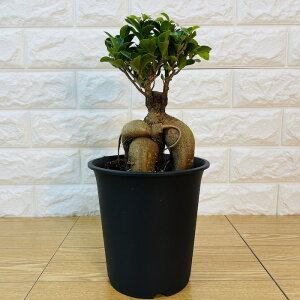 観葉植物 選べる可愛いサイズの5号鉢 パキラ フィカス・ロブスター ゴムの木 ストレリチア・オーガスタ サンスベリア ガジュマル サボテン 金鯱 銀毛玉 カラテア・マコヤナ おしゃれなイン