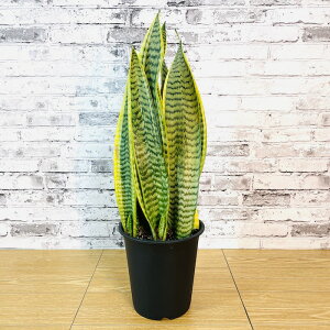 ϗtA IׂTCY5 pL tBJXEuX^[ S̖ Xg`AEI[KX^ TXxA KW} T{e  ы JeAE}Ri ȃC