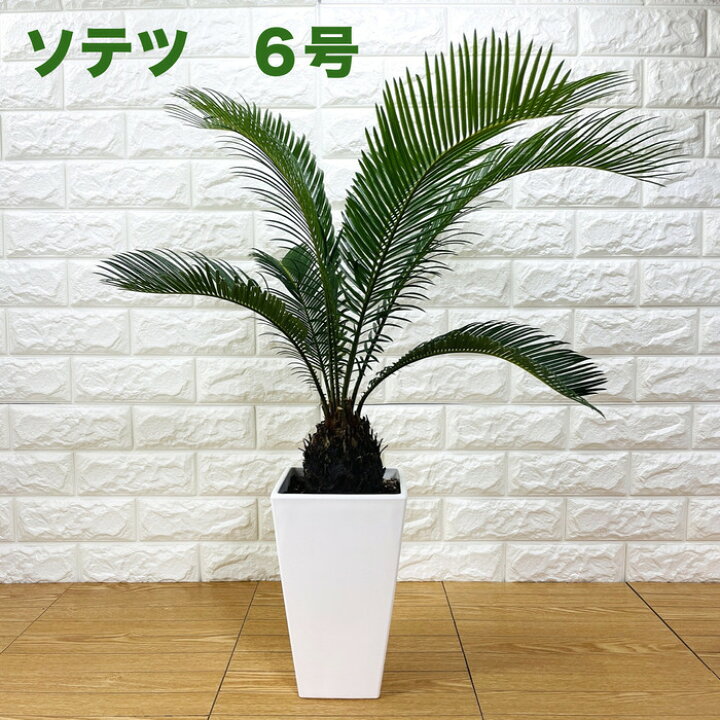 楽天市場】ソテツ 蘇鉄 6号スクエア鉢 庭木 記念樹 シンボルツリー 