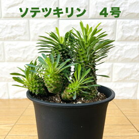 観葉植物 ユーフォルビア ソテツキリン 4号鉢 パイナップルコーン 蘇鉄麒麟 多肉植物 おしゃれな室内インテリア 結婚祝い 新築祝い 開店 開業祝い 誕生日 母の日 父の日 記念日 敬老の日 部屋 リビング 玄関 ベランダ プレゼント ギフト テレビ横