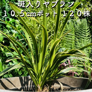 胄u 10.5cm|bgc 120 Ԃ tCu M c A c  _  OhJo[ 