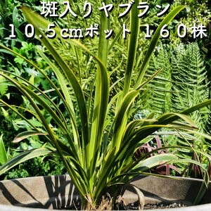 胄u 10.5cm|bgc 160 Ԃ tCu M c A c  _  OhJo[ 